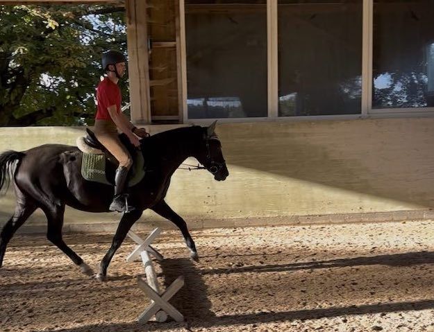 Bild eines Reiters beim Hindernistraining in der Reithalle