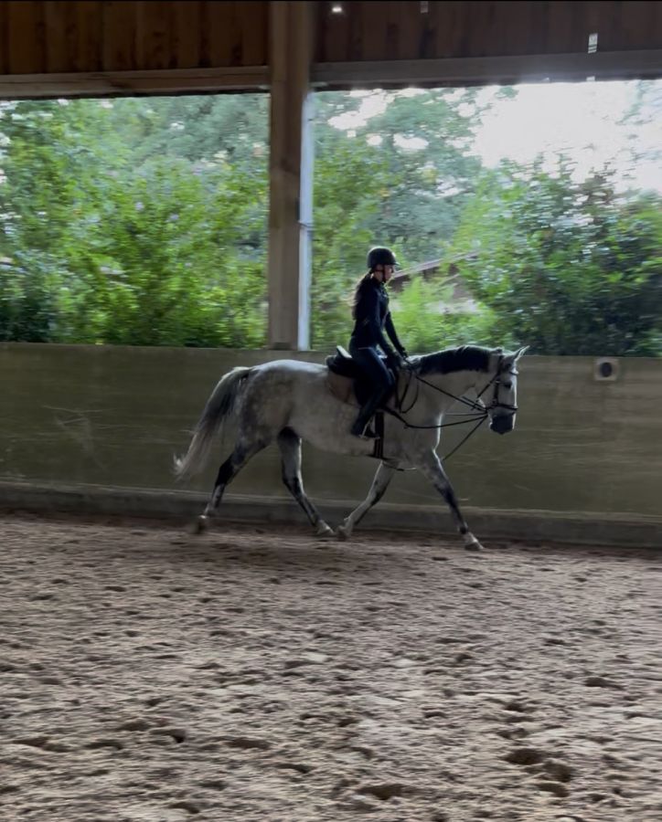 Bild einer Reiterin auf einem weissen Pferd in der Reithalle