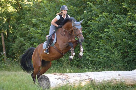 Bild einer Reiterin beim Springreiten