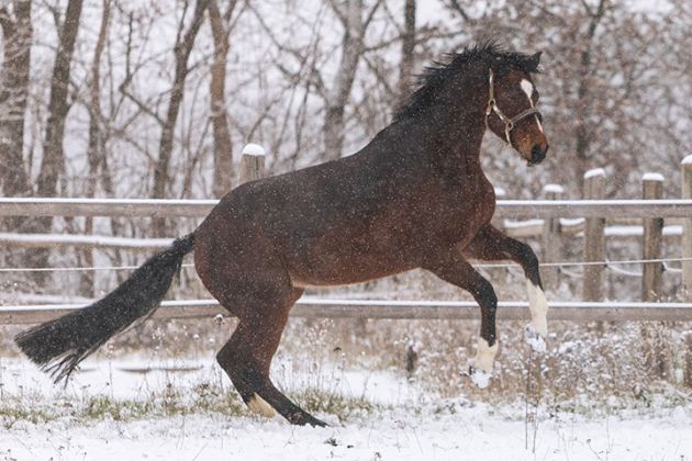 Bild eines Pferdes mit Halfter im Winter