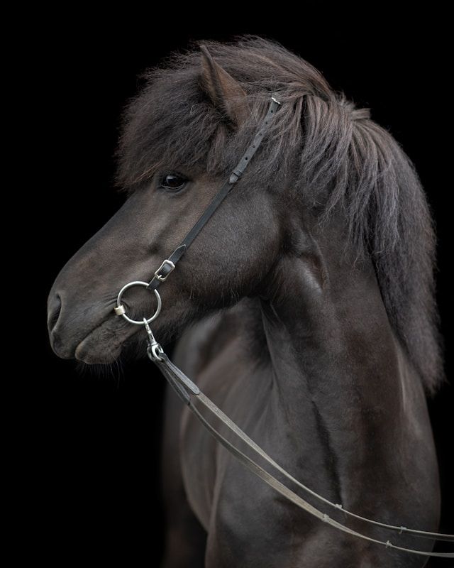 Bild eine Ponys mit Zügel, bereit zum Ausritt