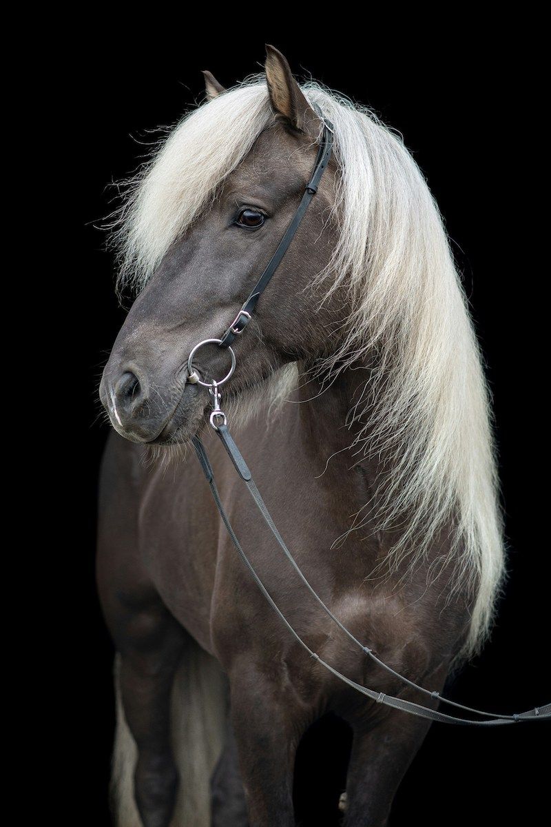 Bild eine Ponys mit Zügel, bereit zum Ausritt